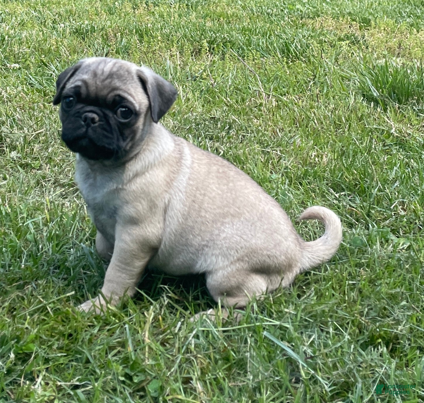Pug dogs Pug Puppy 2 - Ad 23