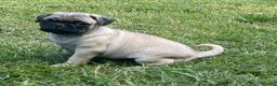Pug dogs for sale: Pug Puppy 2 - Ad 1