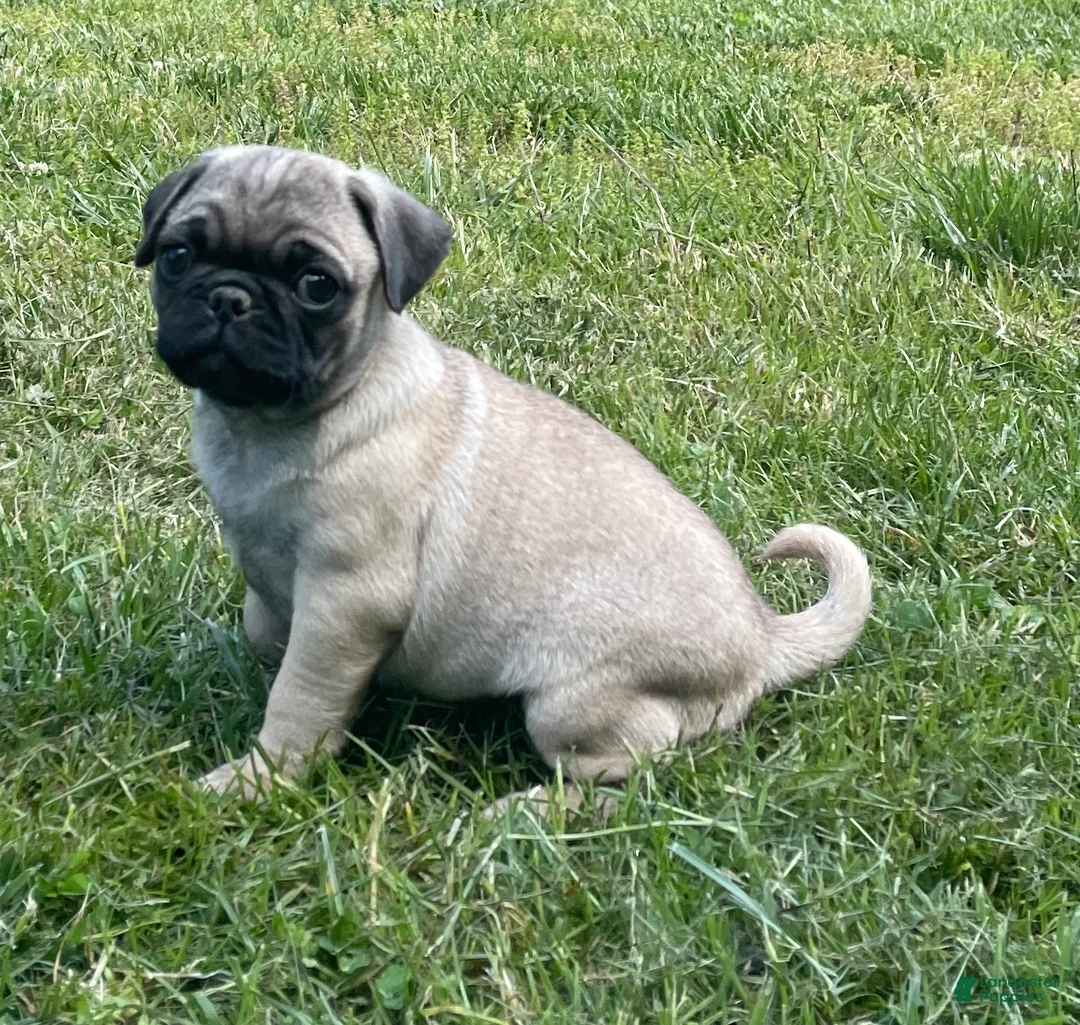 Pug dogs for sale: Pug Puppy 2 - Ad 1