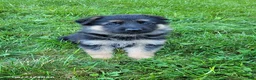 German Shepherd dogs for sale: Lizzy - Ad 5