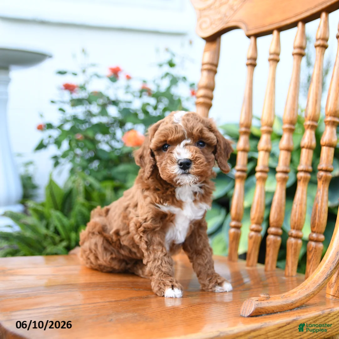 Mini Goldendoodle dogs for sale: Elsie - Ad 2