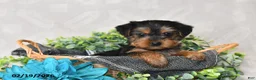 Yorkshire Terrier dogs for sale: Aspen - Ad 1
