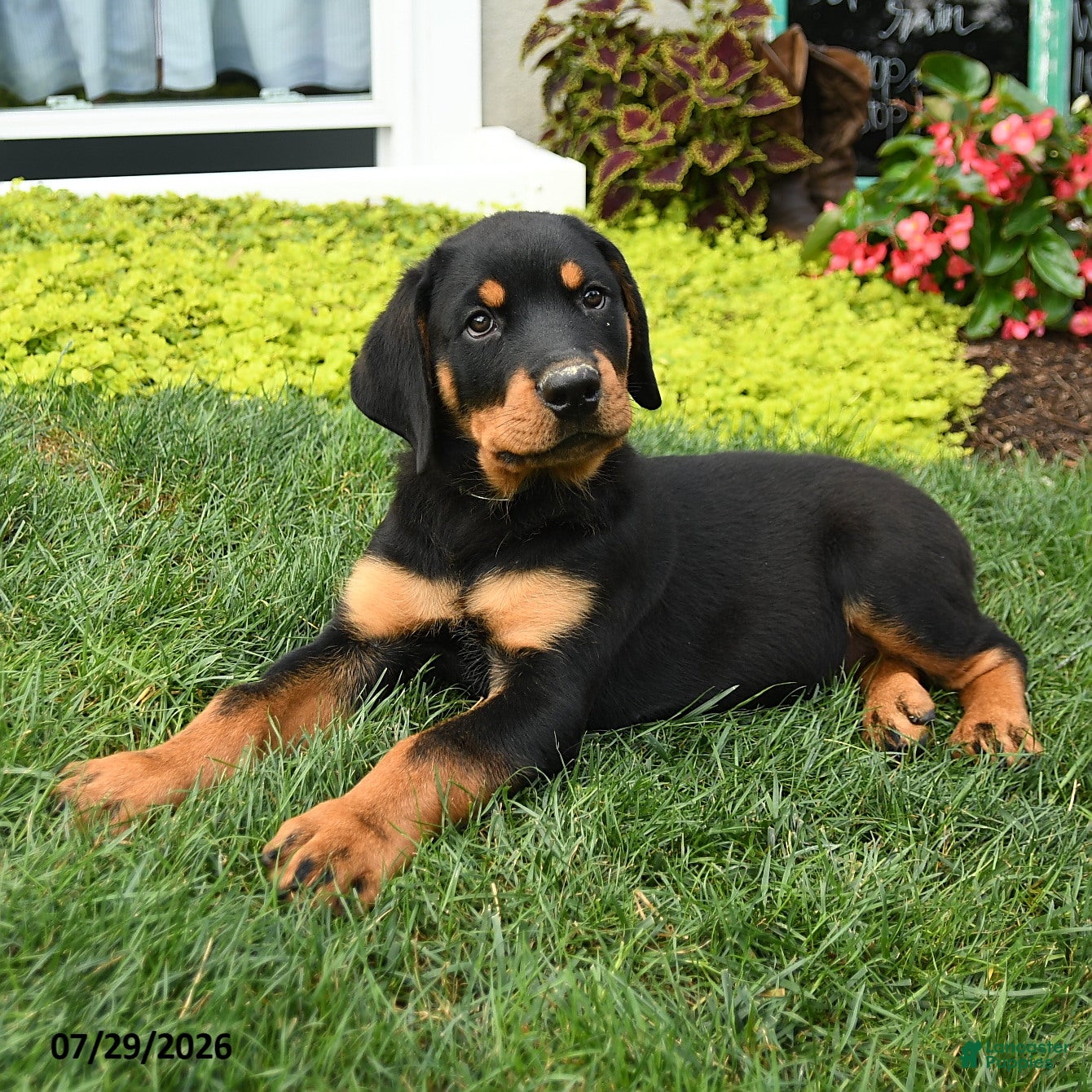 Rottweiler dogs Bruno - Ad 2