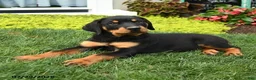 Rottweiler dogs for sale: Bruno - Ad 2
