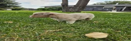 Australian Shepherd dogs for sale: Dixie Red Merle - Ad 4