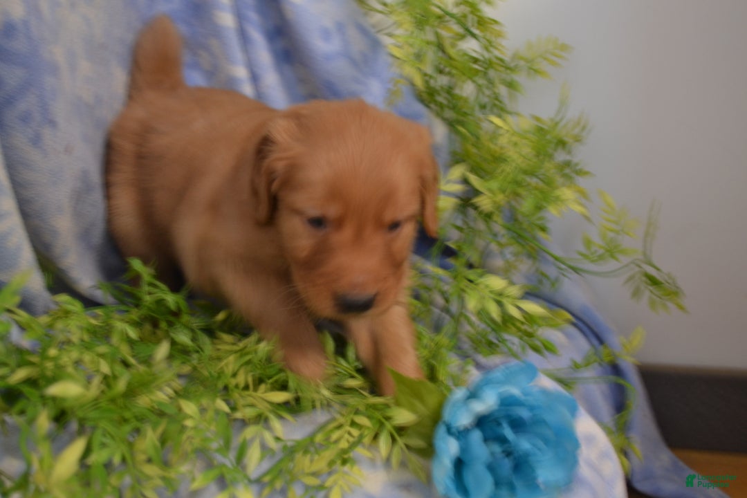 Golden Retriever dogs for sale: Andy - Ad 3
