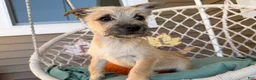 Cairn Terrier dogs for sale: Joe - Ad 5