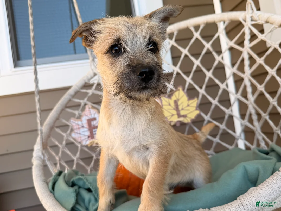 Cairn Terrier dogs for sale: Joe - Ad 5