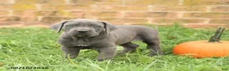 Cane Corso dogs for sale: Flora   - Ad 2