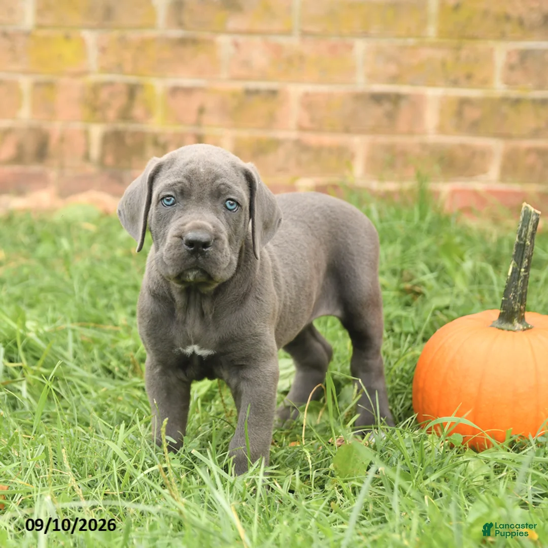Cane Corso dogs for sale: Flora   - Ad 2