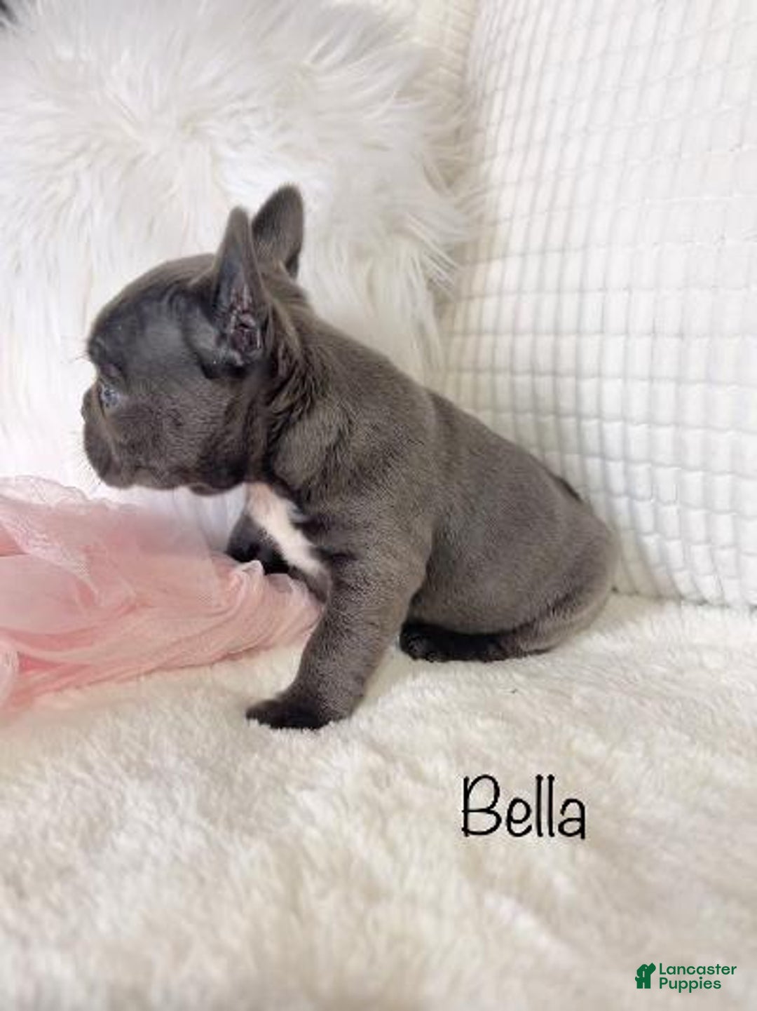 Mixed Breed dogs for sale: Bella - Ad 10