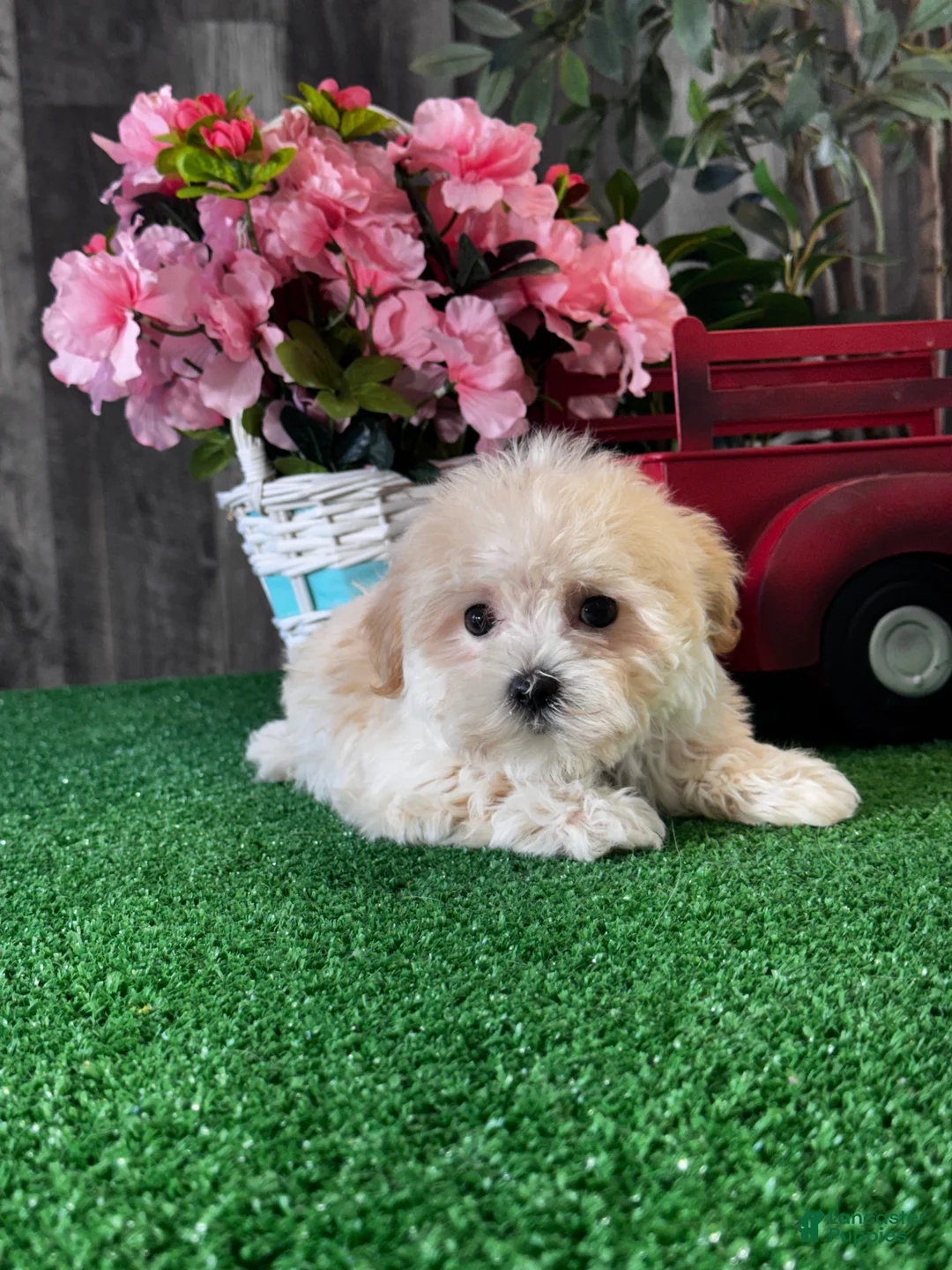 Havanese dogs for sale: Tiny Hazel  - Ad 6