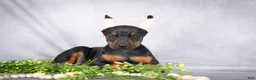 Doberman Pinscher dogs for sale: Kingston - Ad 6