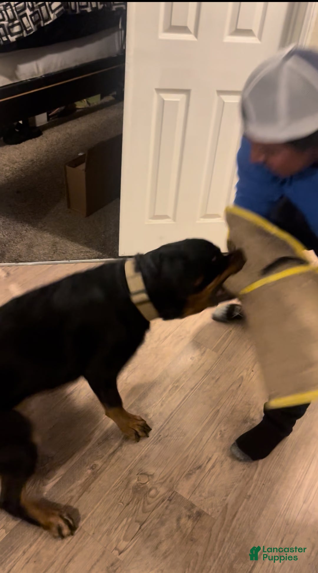 Rottweiler dogs for sale: 4th Pick Female - Ad 3