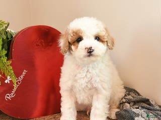 Bichpoo dogs Benedict - Ad 34