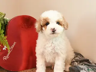 Bichpoo dogs Benedict - Ad 10