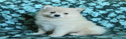 Pomeranian dogs for sale: Prince   - Ad 4