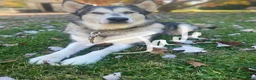 Alaskan Malamute dogs for sale: Mopple - Ad 3