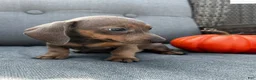 Miniature Dachshund dogs for sale: Franklin  - Ad 3