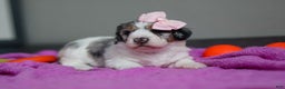 Mini Bernedoodle dogs for sale: Jasmine - Ad 6