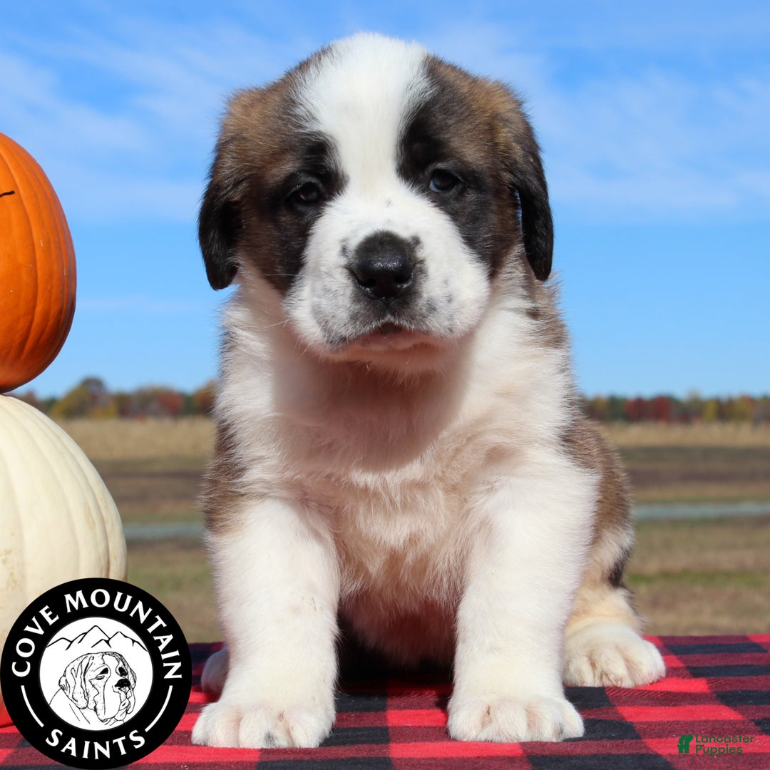 Saint Bernard dogs for sale: Mittens - Ad 1