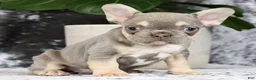 French Bulldog dogs for sale: Blaire - Ad 4