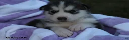 Alaskan Malamute dogs for sale: Glacier - Ad 3