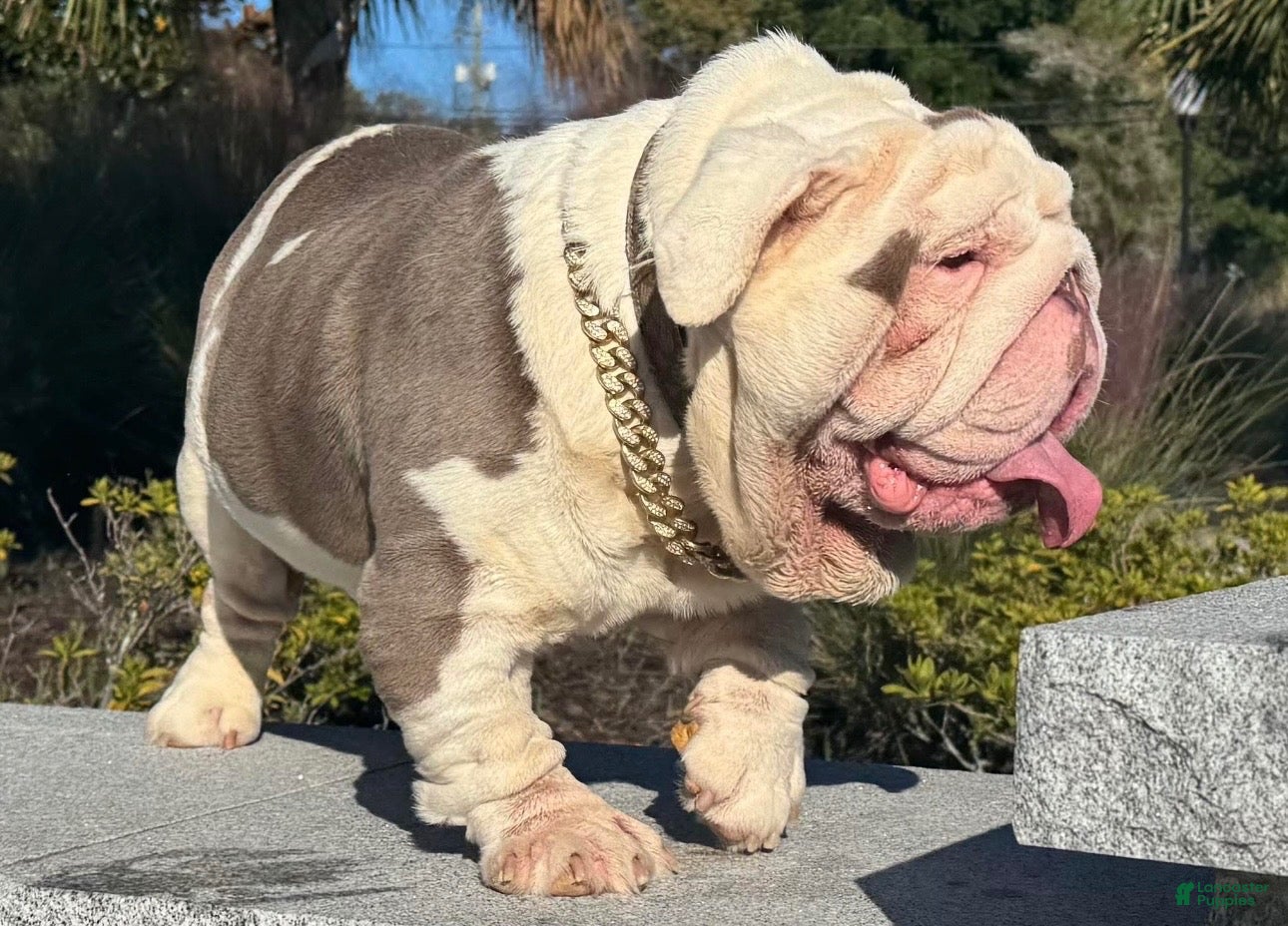 English Bulldog dogs Huncho (stud service)  - Ad 2