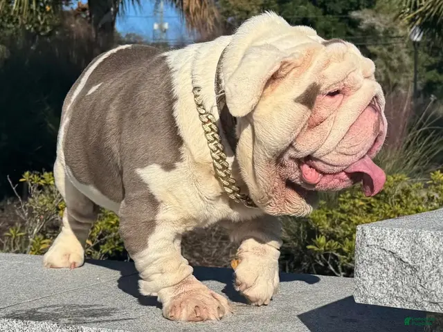 English Bulldog dogs Huncho (stud service) - Ad 2