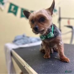Ollie