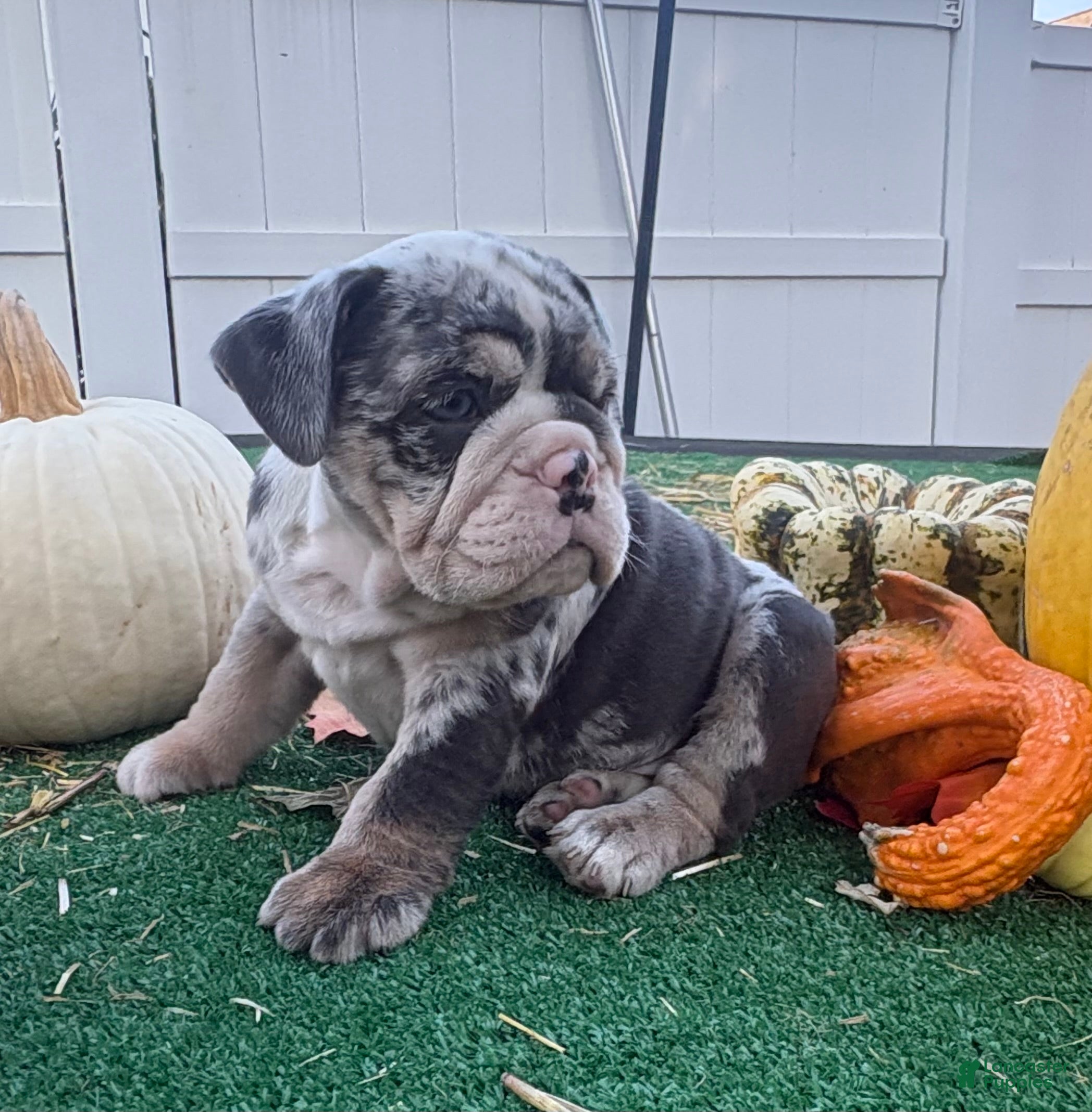 English Bulldog dogs for sale: Lucy - Ad 2