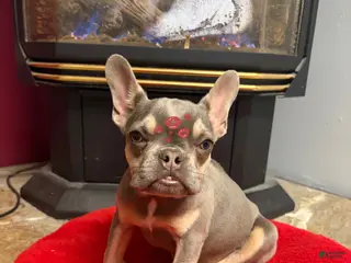 French Bulldog dogs Tyson - Ad 3