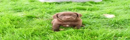 Labrador Retriever dogs for sale: Joel  - Ad 5
