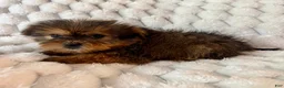 Mixed Breed dogs for sale: Remy - Ad 2