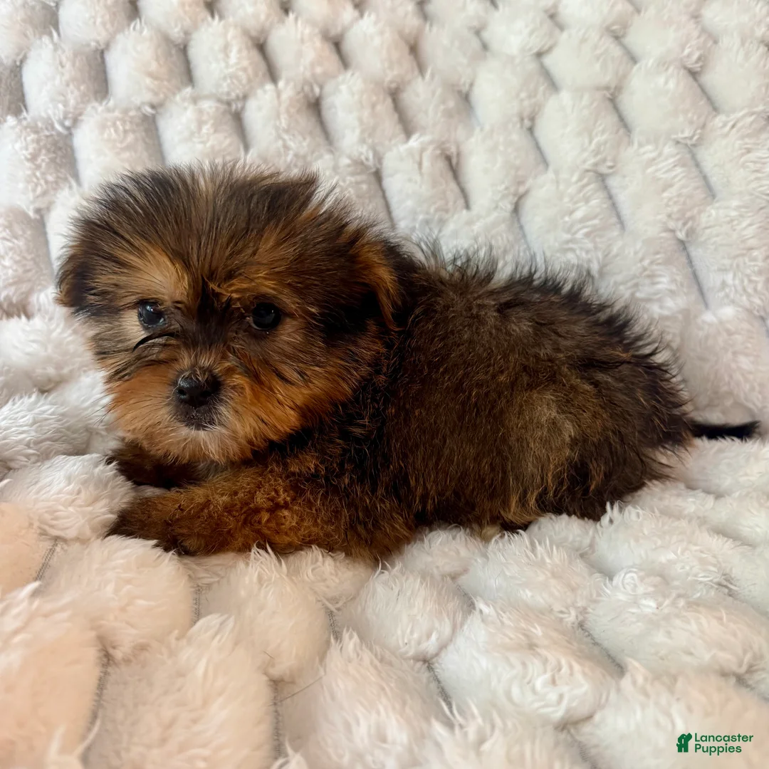 Mixed Breed dogs for sale: Remy - Ad 2