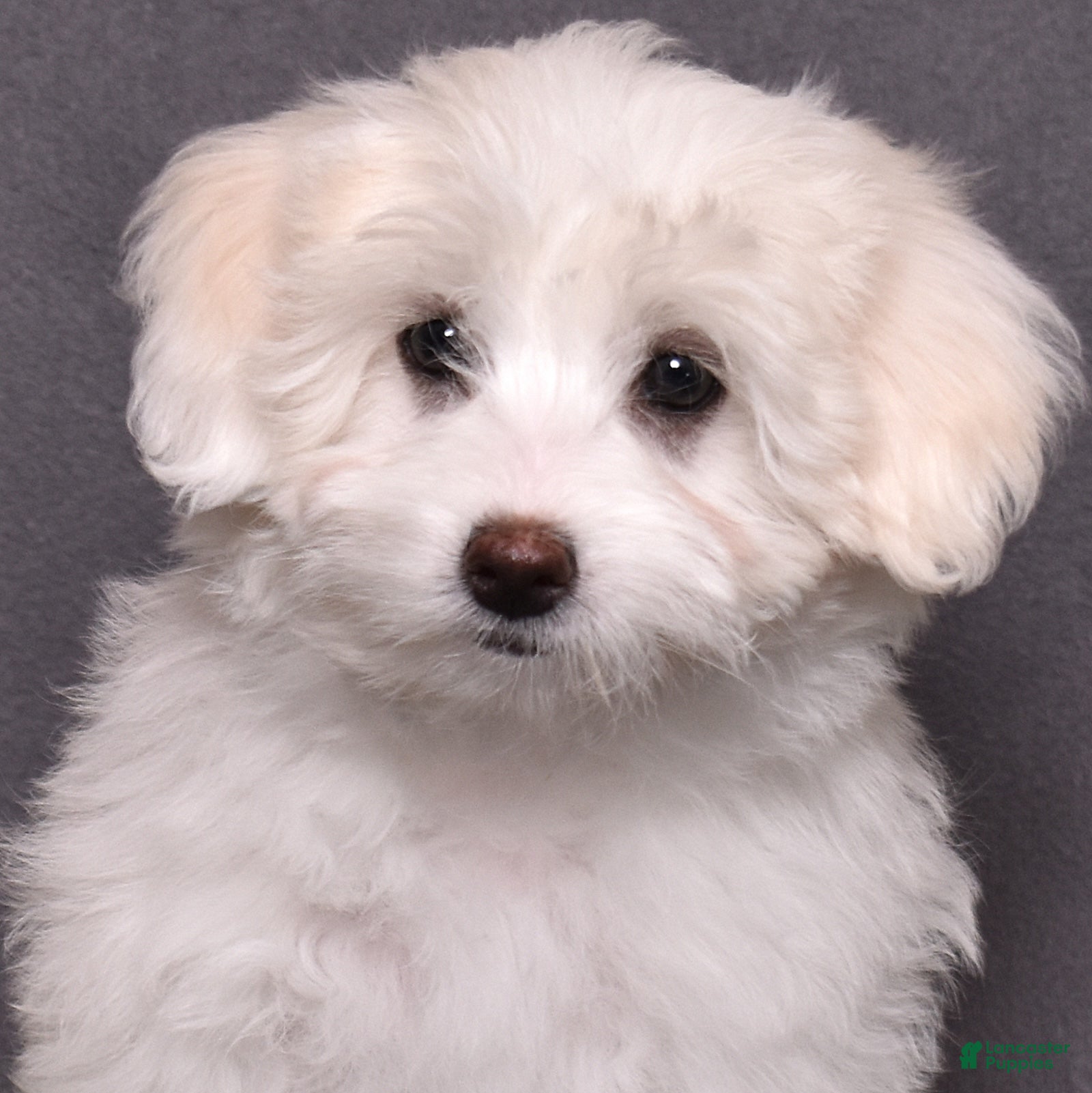 Coton De Tulear dogs Belle  - Ad 1