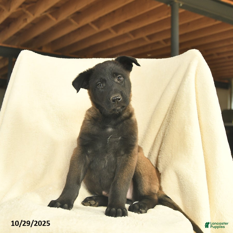 Belgian Malinois dogs Jasmine  - Ad 31