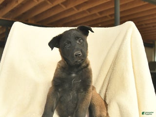 Belgian Malinois dogs Jasmine - Ad 15