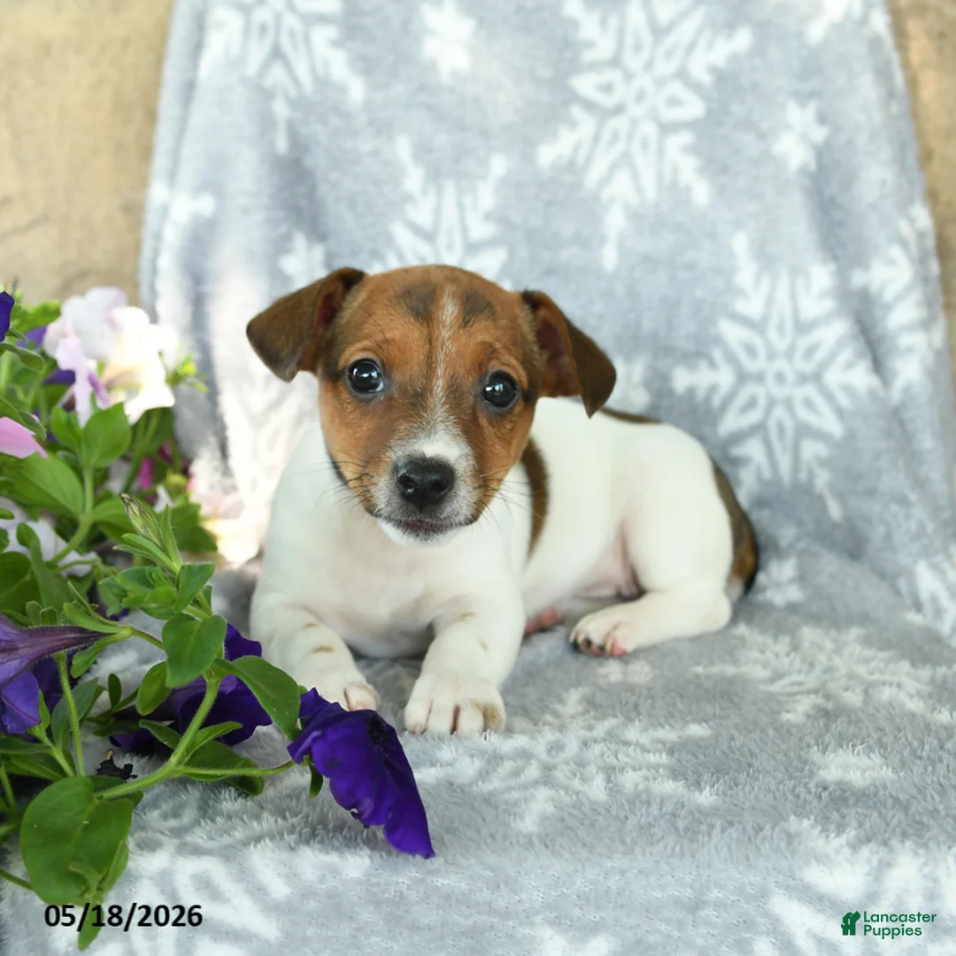 Jack Russell Terrier dogs for sale: Jenna - Ad 3