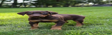 ROSCOE