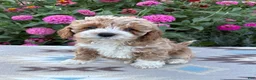 Cockapoo dogs for sale: Daisy  - Ad 4