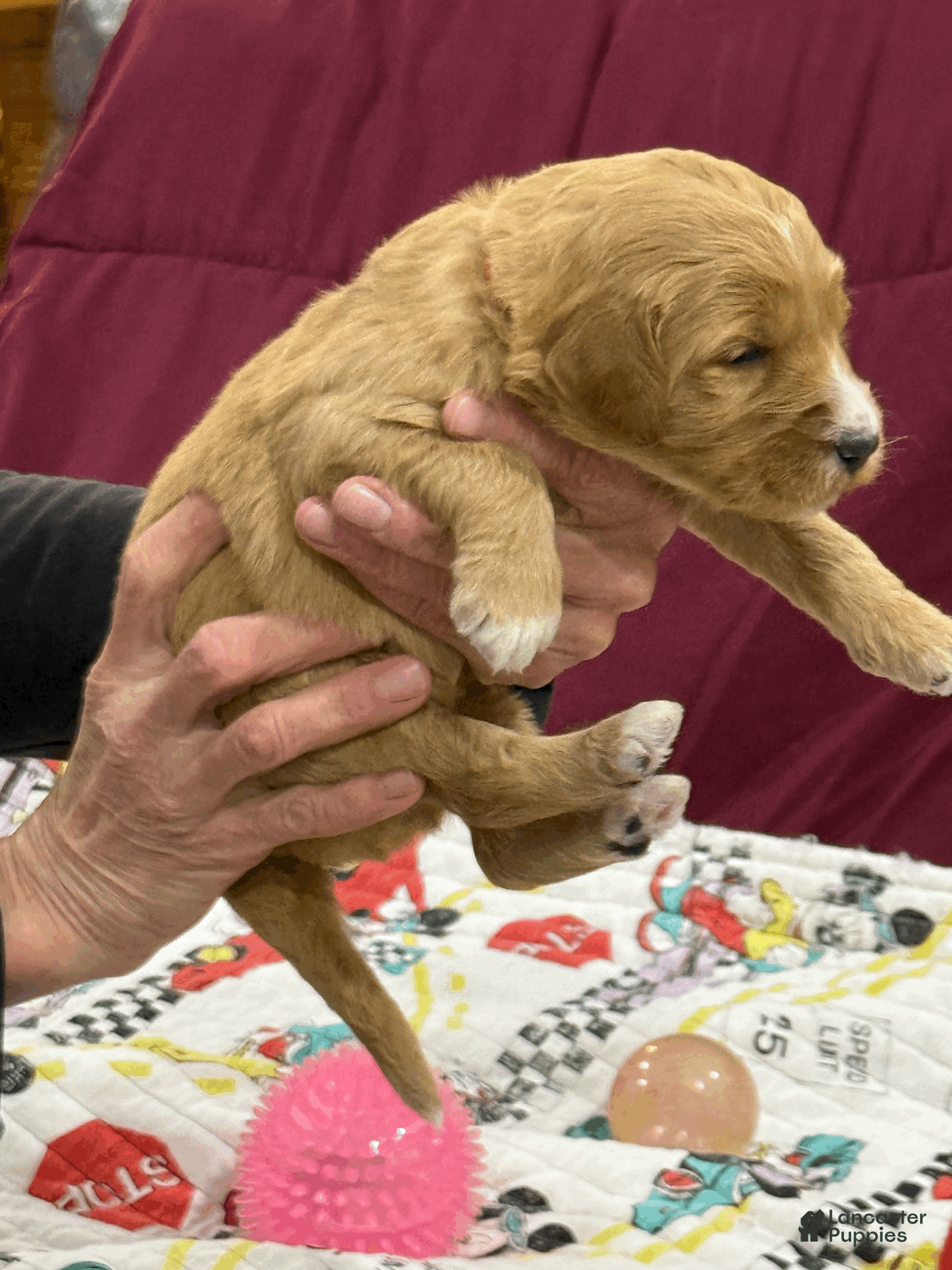 Goldendoodle dogs Red - Ad 2