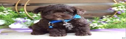 Yorkiepoo dogs for sale: Kayden - Ad 1