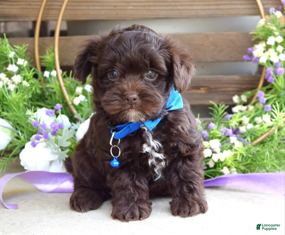 Yorkiepoo dogs for sale: Kayden - Ad 1