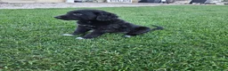Mixed Breed dogs for sale: Duke - Ad 4