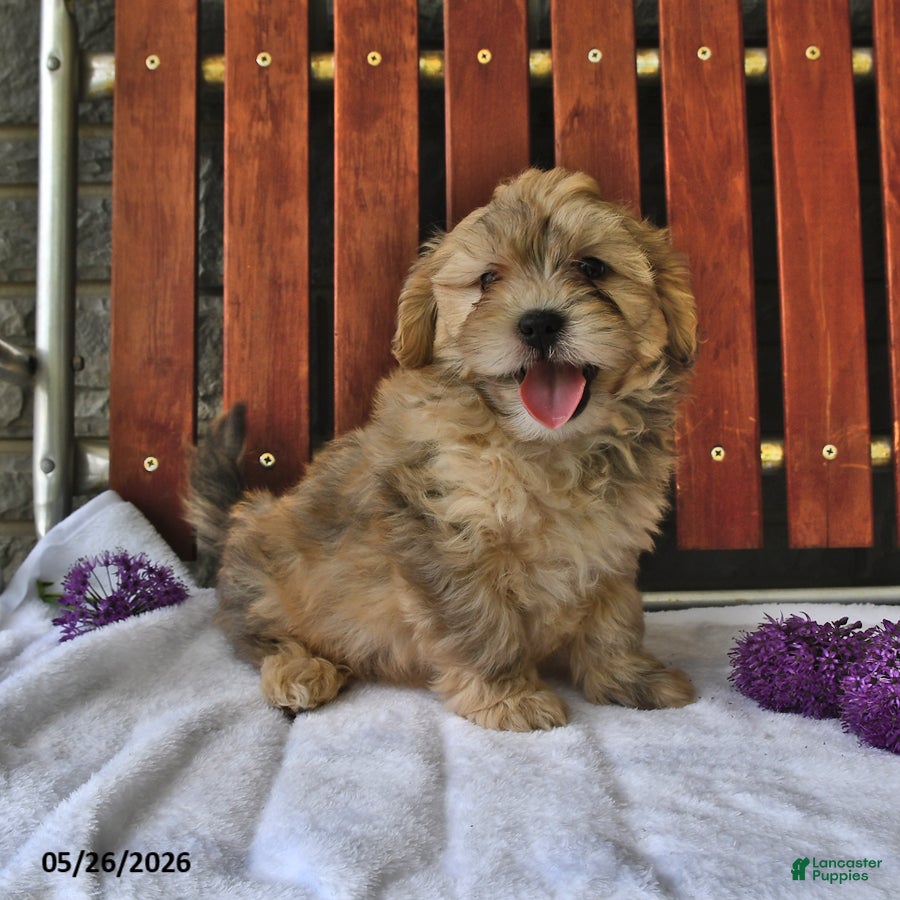 Shihpoo dogs Cheddar - Ad 1