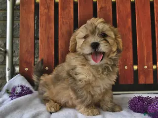 Shihpoo dogs for sale: Cheddar - Ad 2