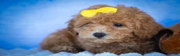 Bichpoo dogs for sale: Nella🌸 - Ad 11