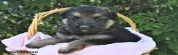 German Shepherd dogs for sale: Nova - Ad 1