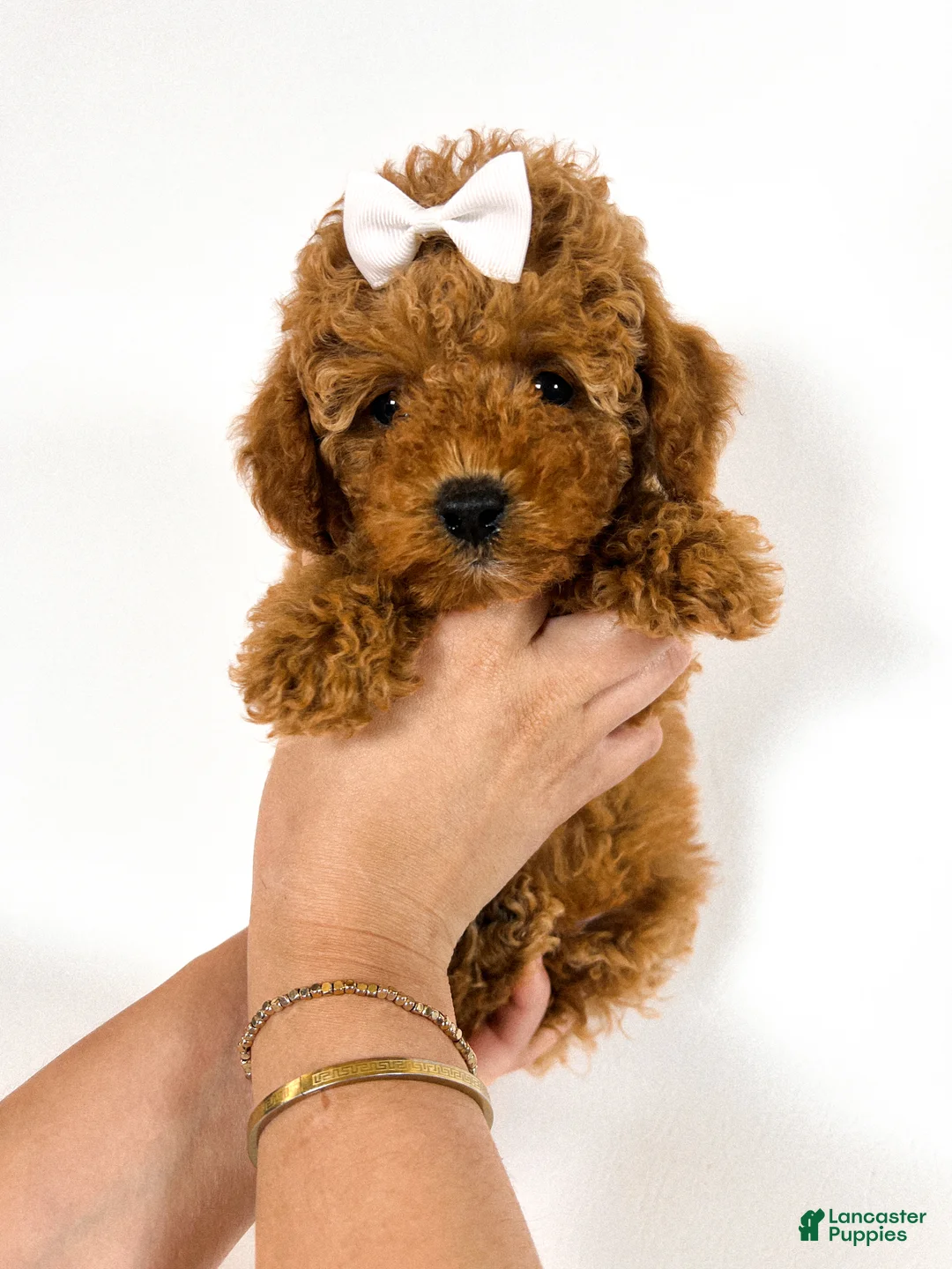 Toy Poodle dogs for sale: Velour  - Ad 1